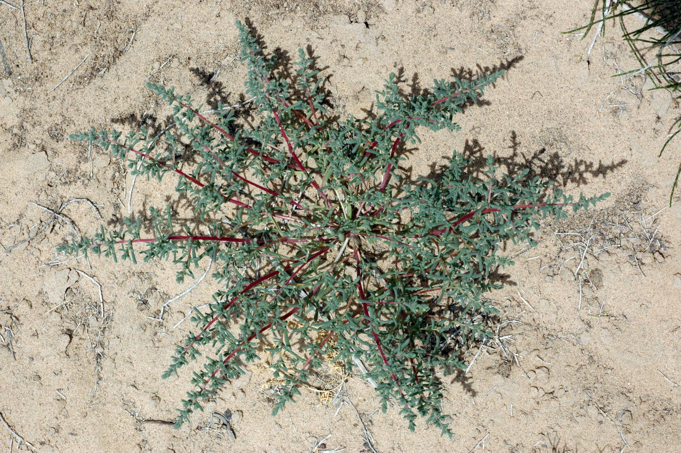 Изображение особи семейство Chenopodiaceae.