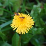 Image of taxon representative. Author is Тамара Риб