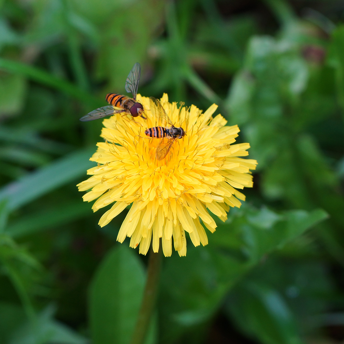 Изображение особи Taraxacum officinale.