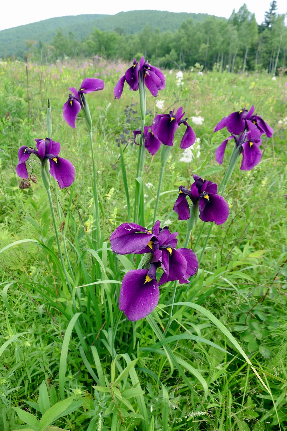 Image of Iris ensata specimen.