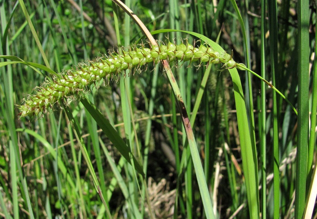 Image of Carex &times; pannewitziana specimen.