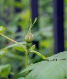 Rosa rubiginosa