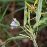 Monsonia angustifolia