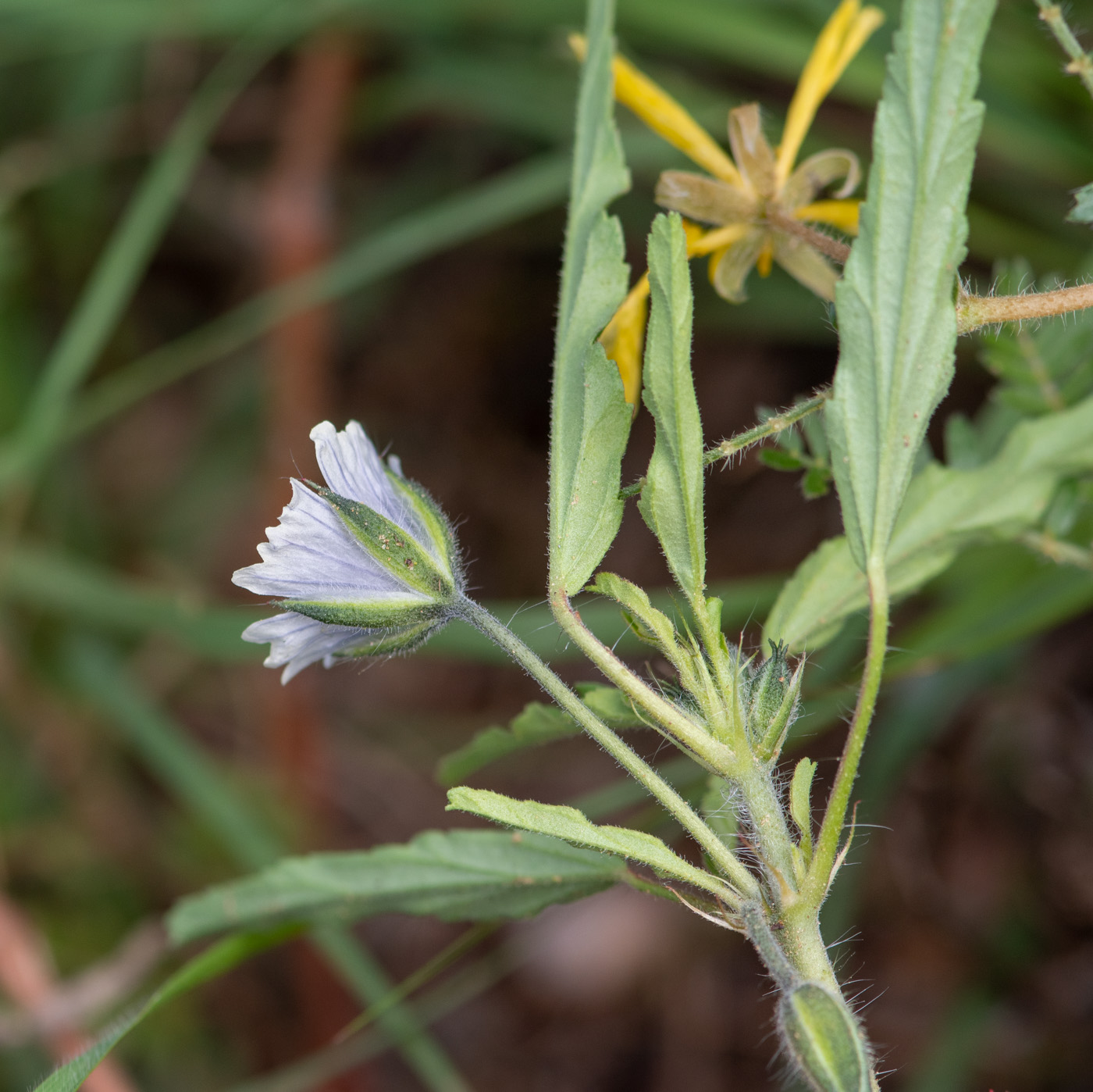 Image of Monsonia angustifolia specimen.