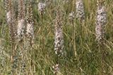 Eremurus tianschanicus