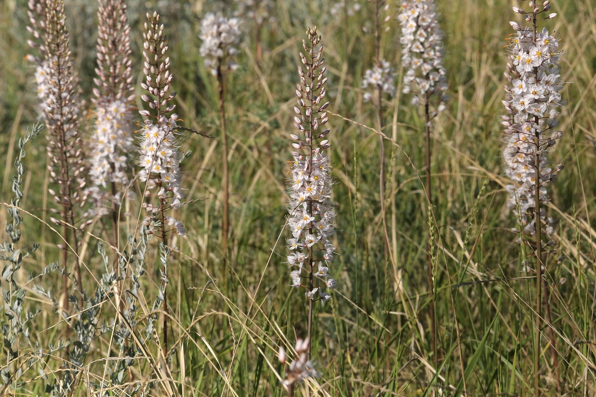 Изображение особи Eremurus tianschanicus.