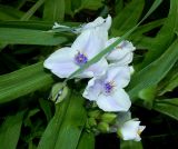 Tradescantia virginiana