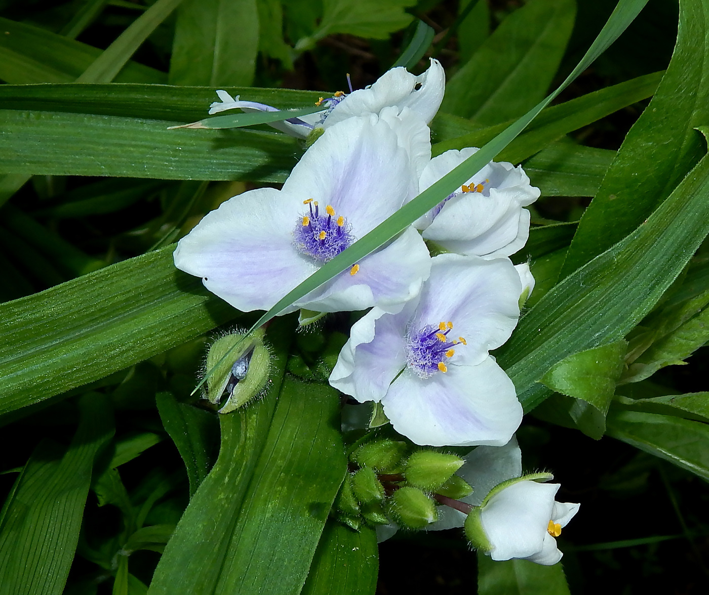 Изображение особи Tradescantia virginiana.