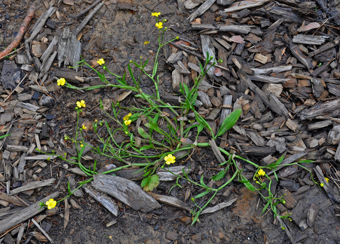 Image of Ranunculus flammula specimen.