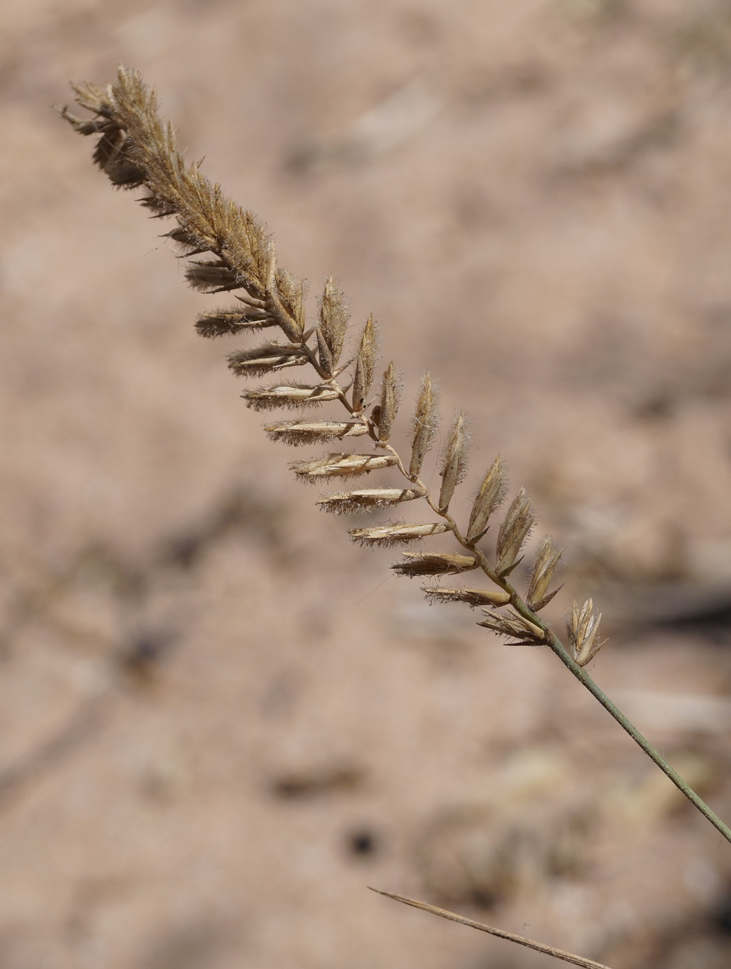 Изображение особи Agropyron dasyanthum.