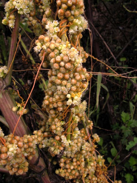 Изображение особи Cuscuta campestris.