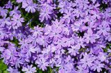 Phlox subulata