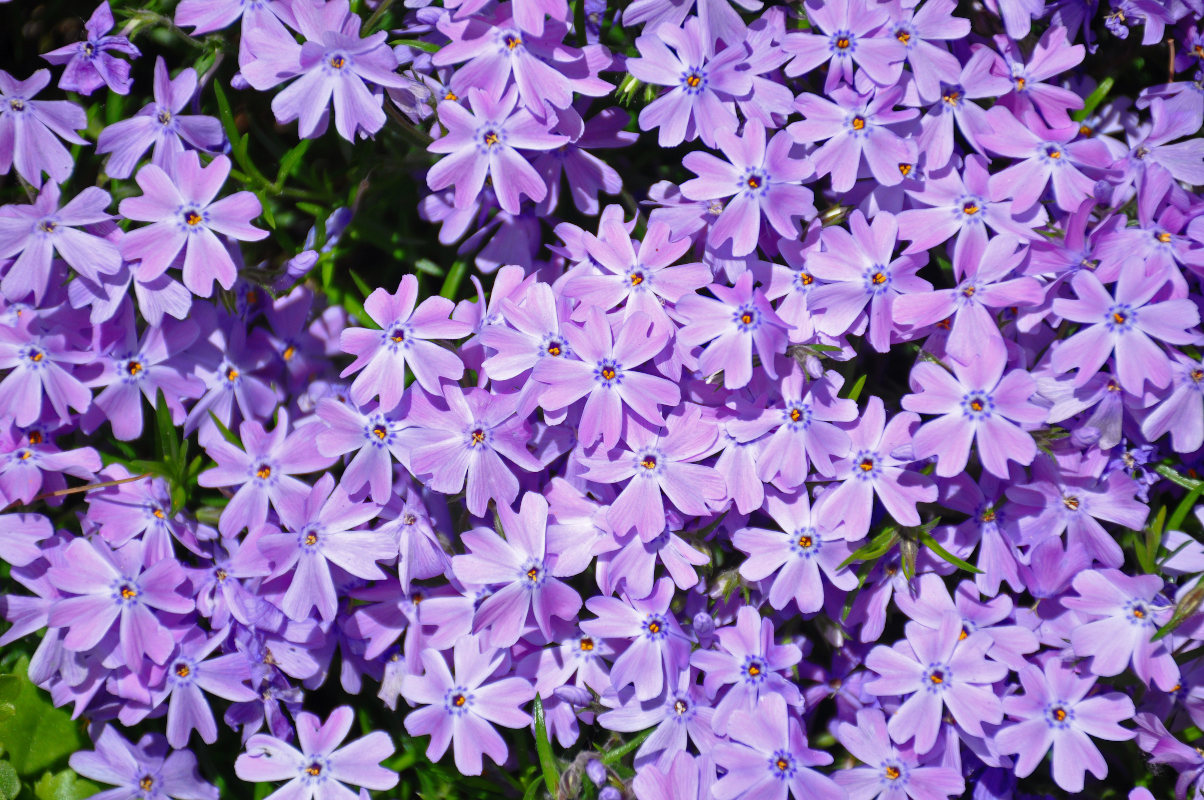 Image of Phlox subulata specimen.