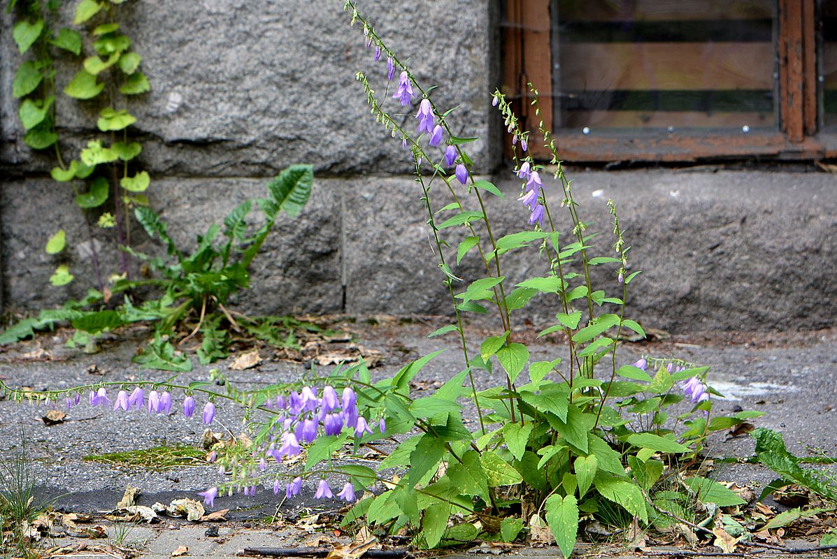 Image of Campanula rapunculoides specimen.