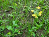 Brassica campestris