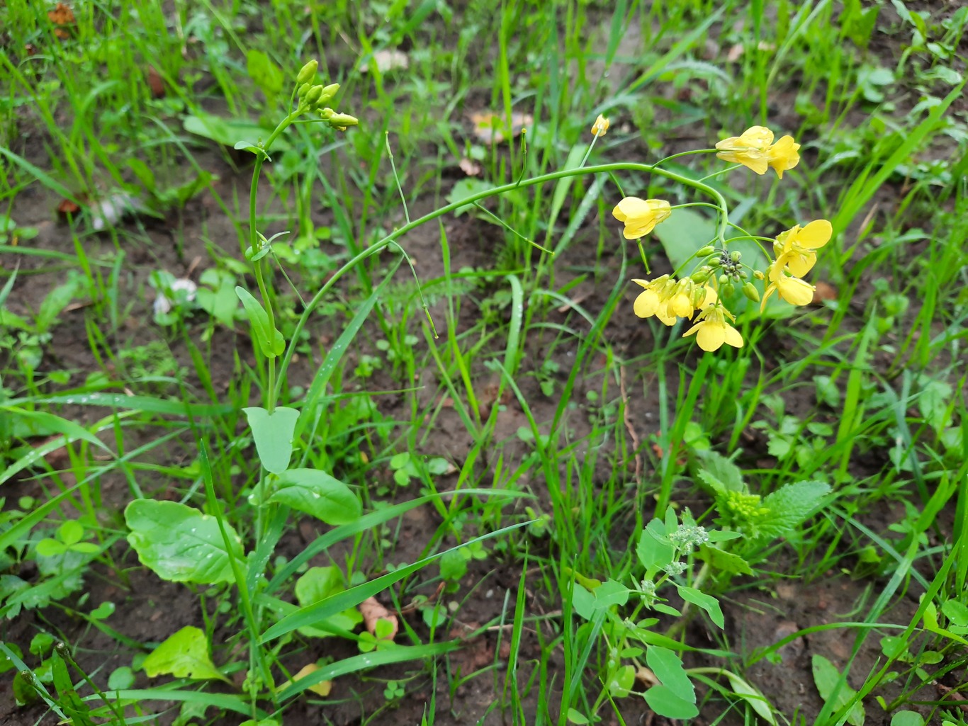 Image of Brassica campestris specimen.