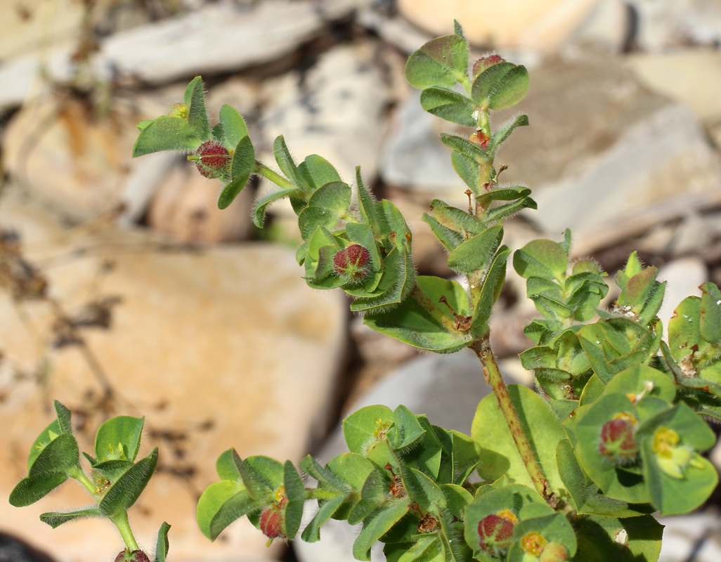 Изображение особи Euphorbia hirsuta.