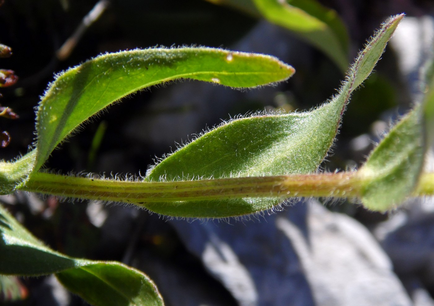 Изображение особи Erigeron venustus.