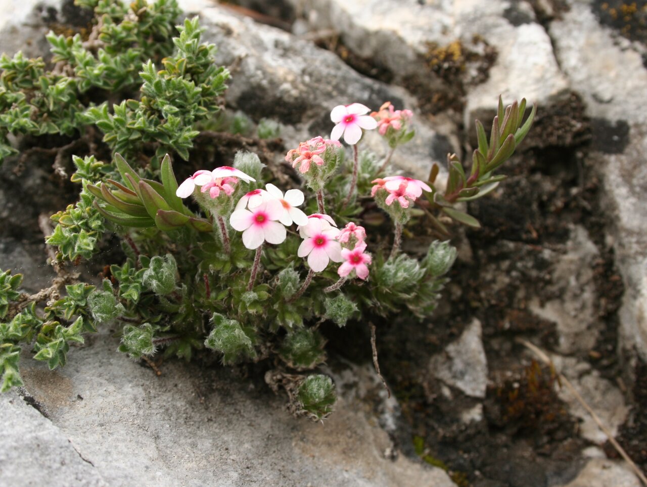 Image of Androsace villosa specimen.