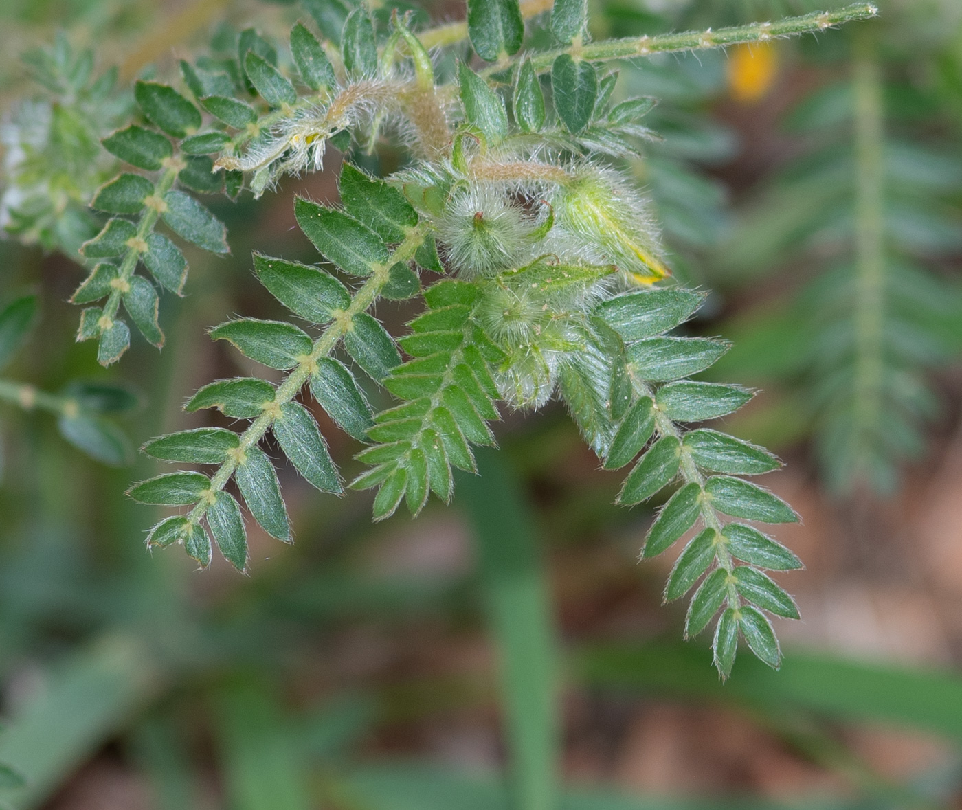 Image of Tribulus zeyheri specimen.