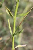 Haplophyllum suaveolens. Средняя часть побега. Крым, Тарханкутский п-ов. 25.07.2010.