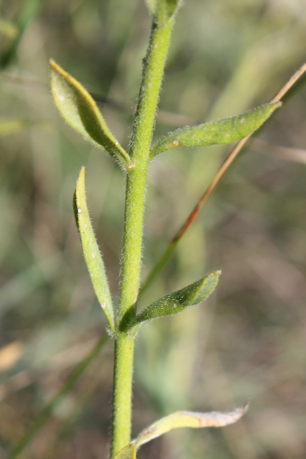 Image of Haplophyllum suaveolens specimen.