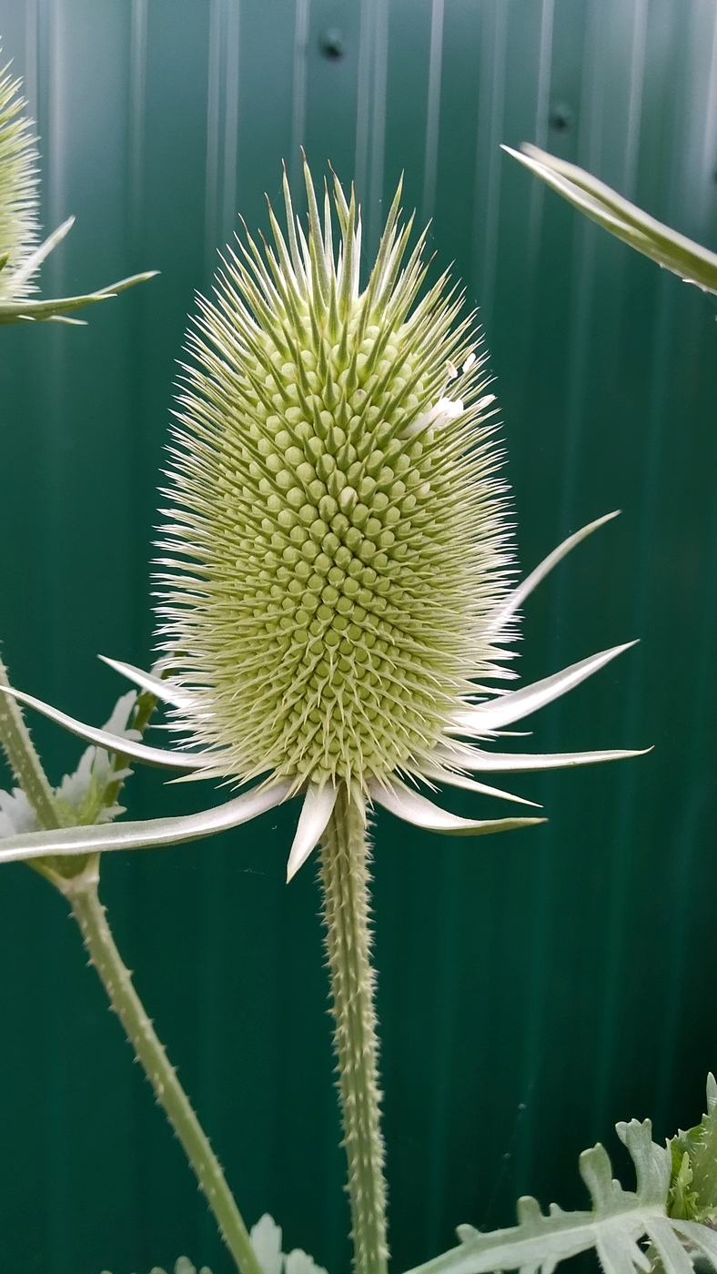 Image of Dipsacus laciniatus specimen.