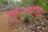 Ammocharis tinneana