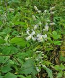 Clematis &times; jouiniana