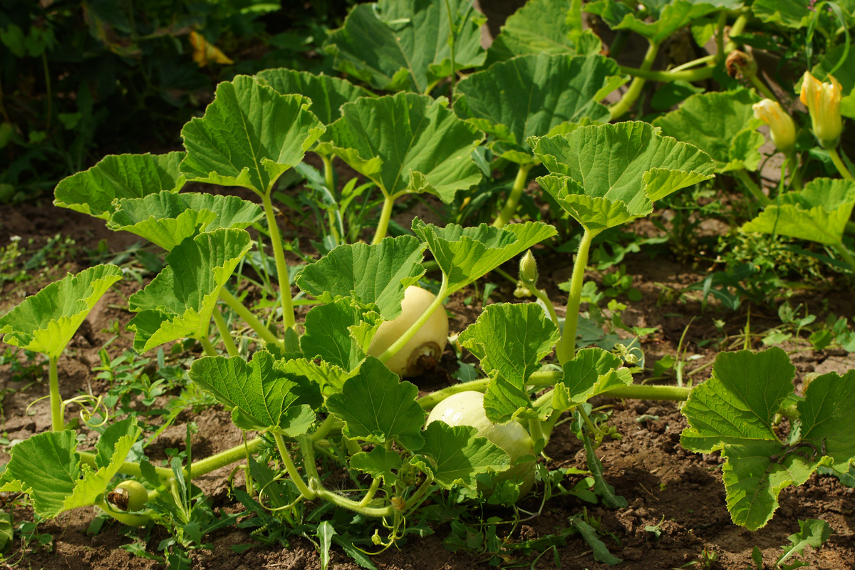 Изображение особи Cucurbita maxima.