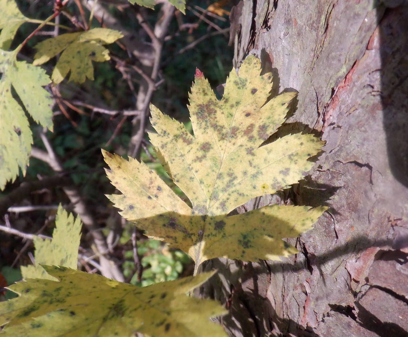 Изображение особи род Crataegus.