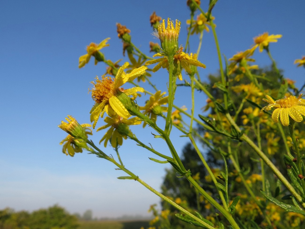 Image of Senecio erucifolius specimen.