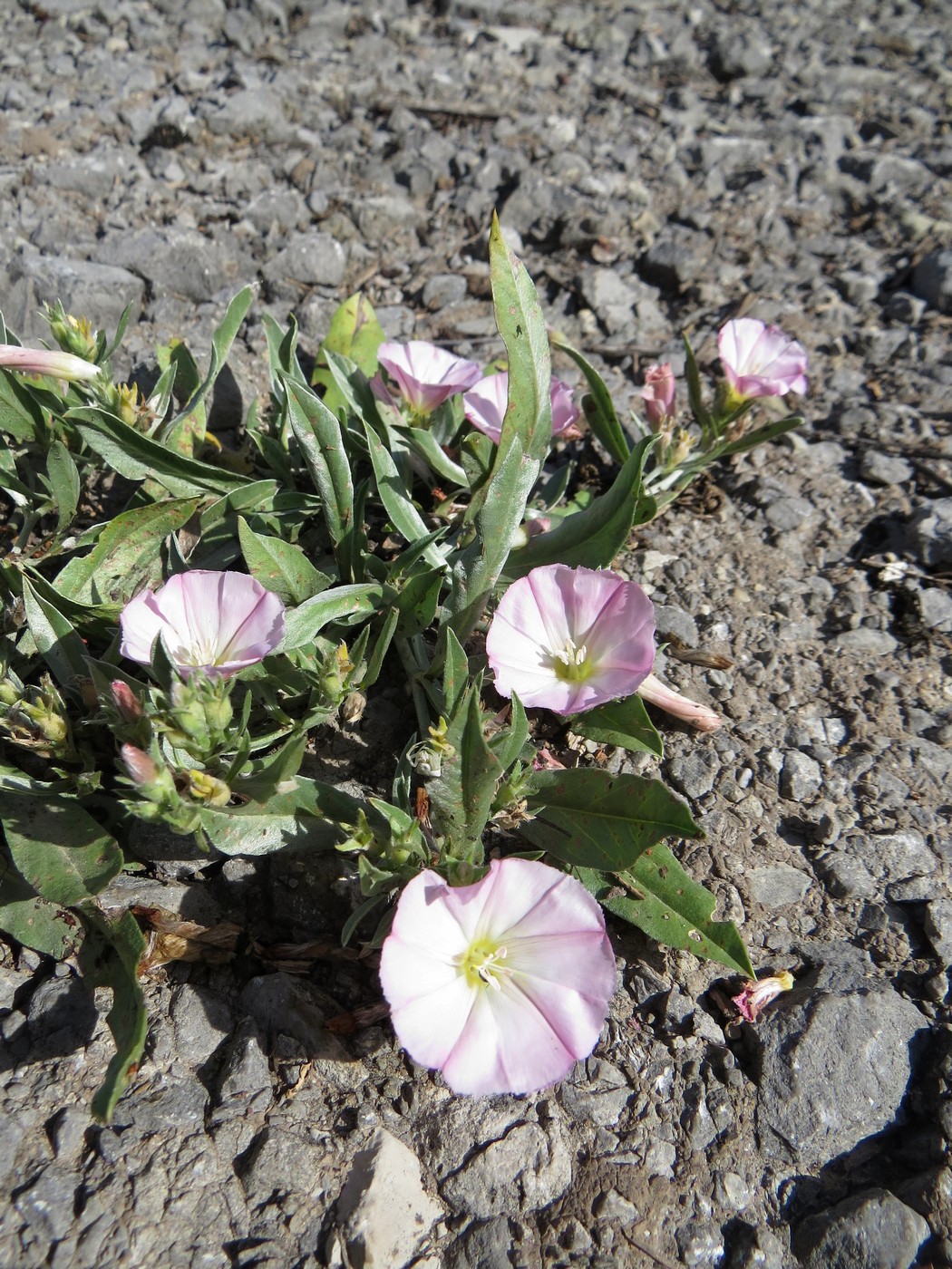 Изображение особи Convolvulus lineatus.