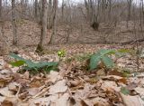 Helleborus caucasicus