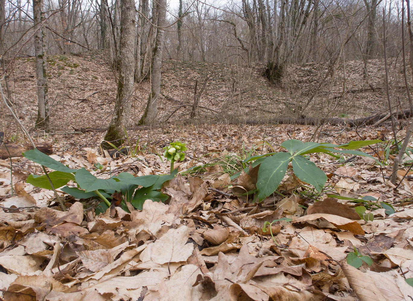 Image of Helleborus caucasicus specimen.