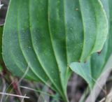 Plantago cornuti