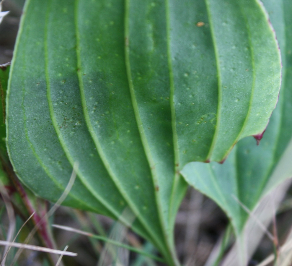 Image of Plantago cornuti specimen.