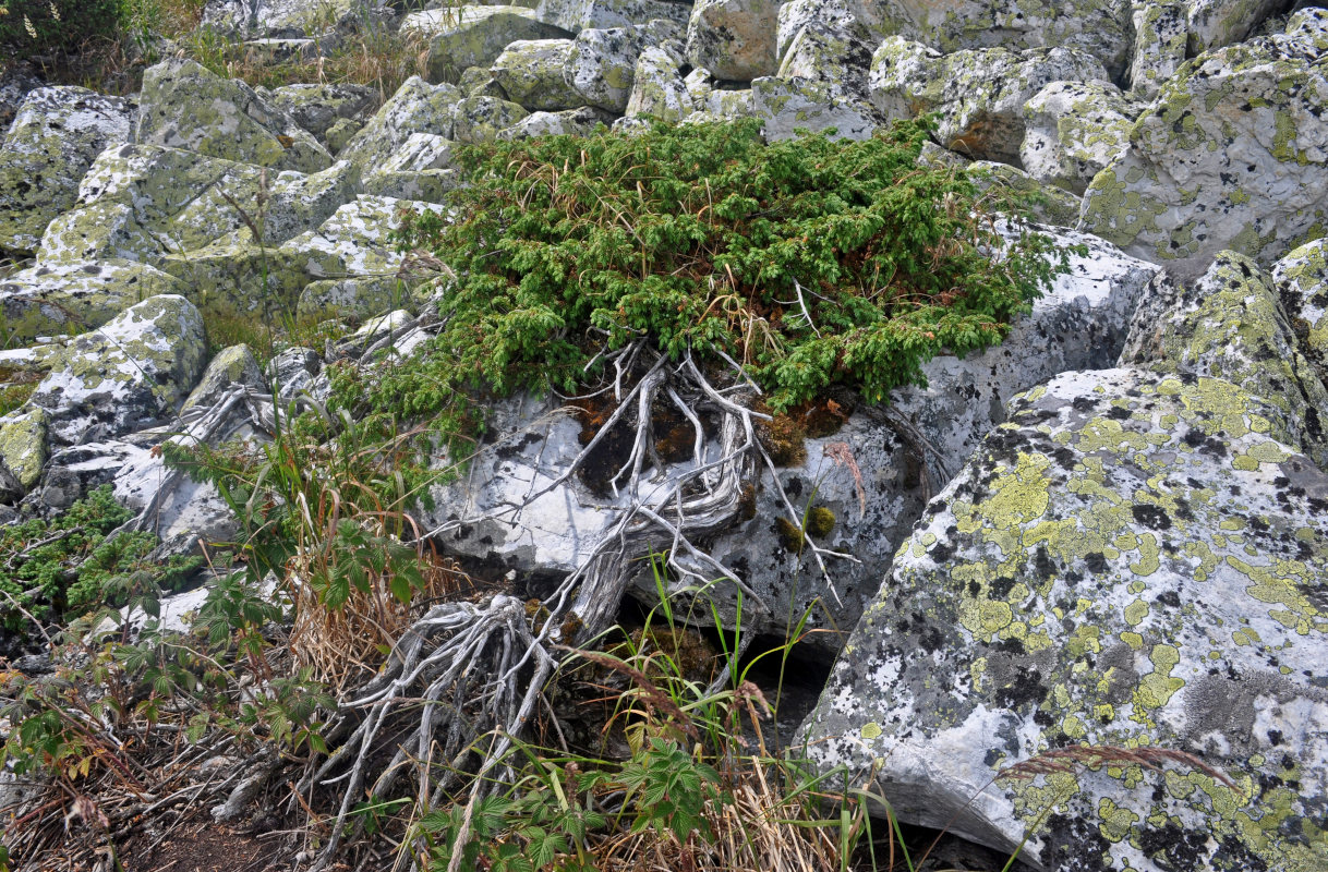 Изображение особи Juniperus sibirica.