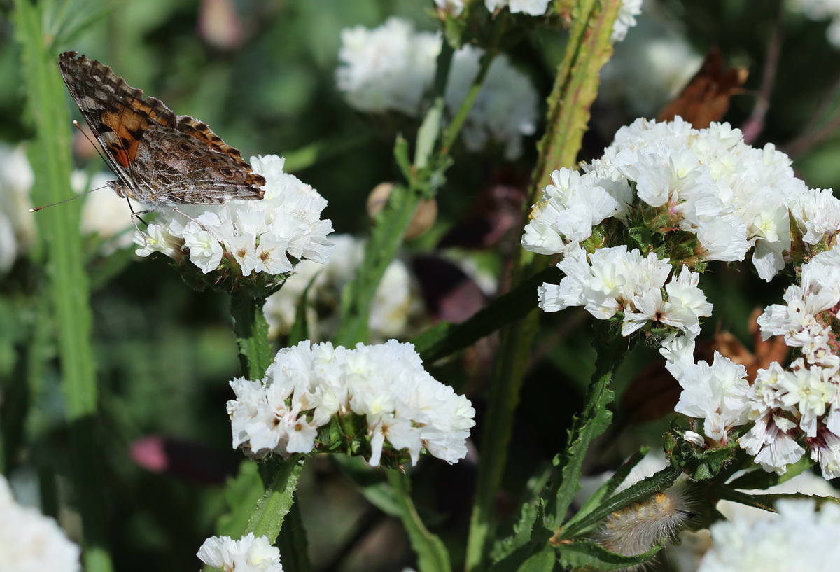 Изображение особи Limonium sinuatum.