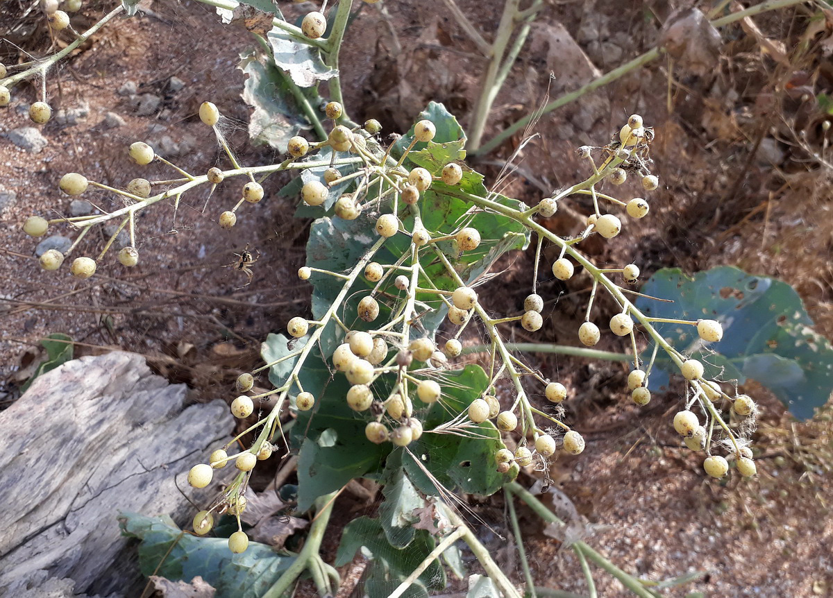 Image of Crambe maritima specimen.