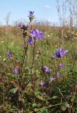 Campanula glomerata