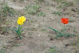 Tulipa borszczowii