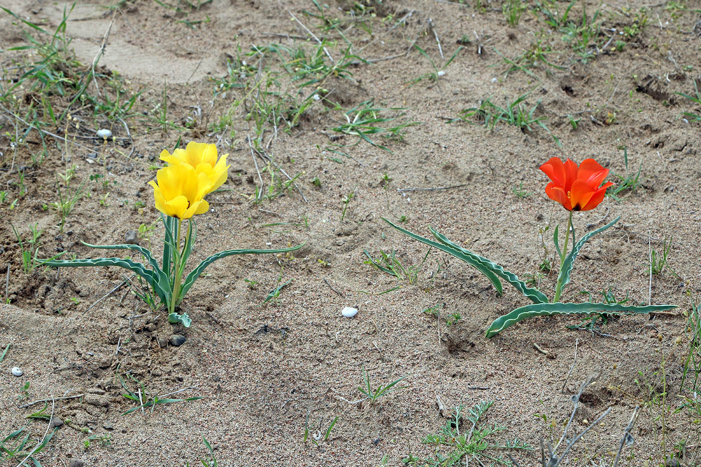 Изображение особи Tulipa borszczowii.