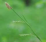 Carex pilosa