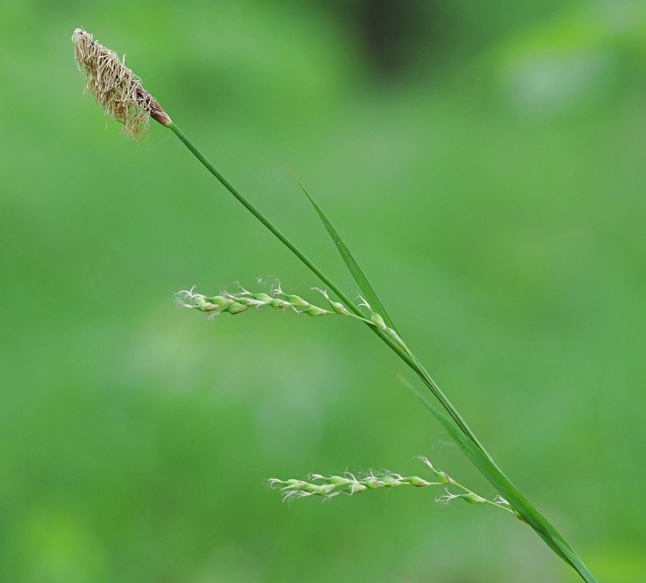 Изображение особи Carex pilosa.