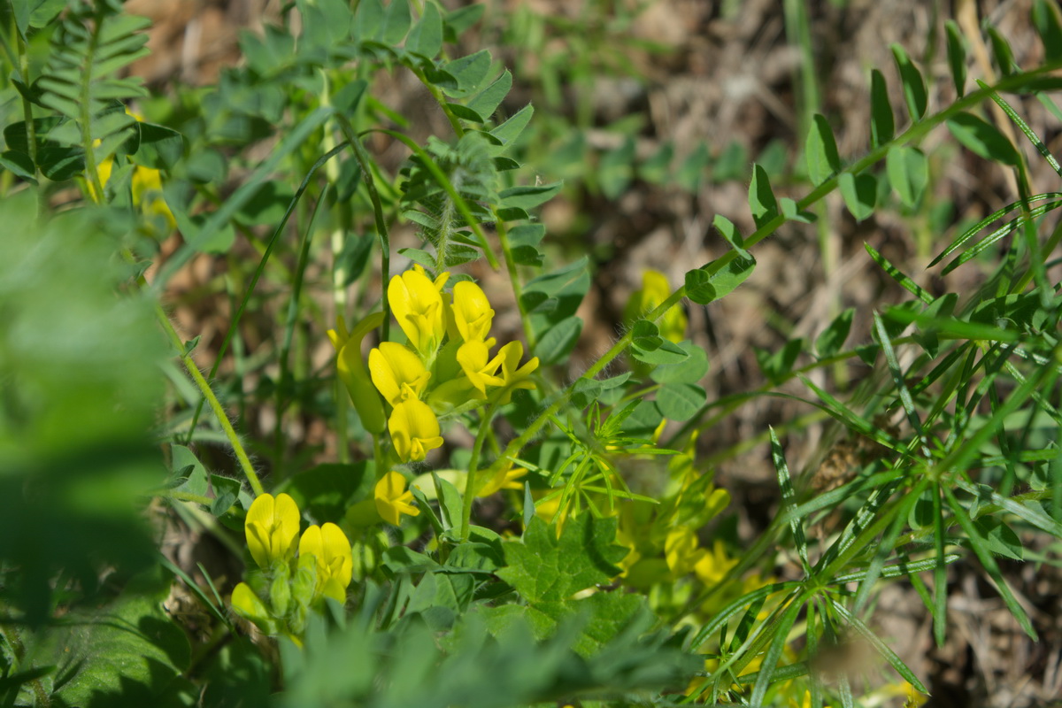 Изображение особи род Astragalus.