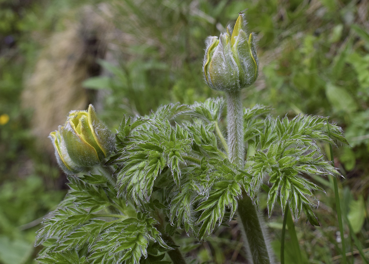 Image of Pulsatilla alpina ssp. apiifolia specimen.