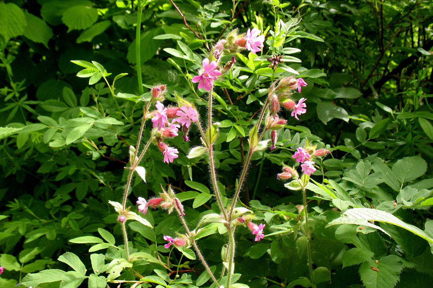 Изображение особи Melandrium dioicum.