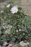 Rosa pygmaea. Цветущее растение. Крым, окр. Феодосии, гора Эчкидаг, каменистая осыпь. 13.06.2021.