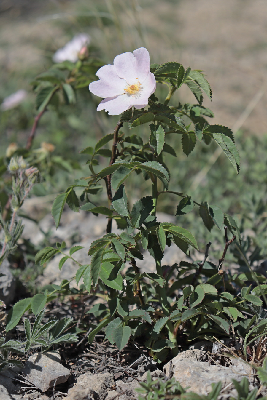 Image of Rosa pygmaea specimen.